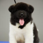 Akita_Puppy_davpetlovers_1024x