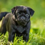 BLACK-PUG-1-768x512
