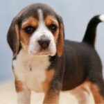 Beagle_Pupp_davpetlovers_1024x-1