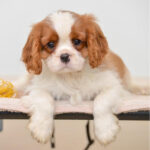 Cavalier_King_Charles_Puppy_davpetlovers_1024x