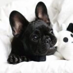 French-Bulldog-Puppy (1)
