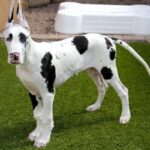 Great-Dane-Puppy-4