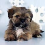 LHASA-APSO-PUPPY