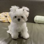 MALTESE-PUPPY