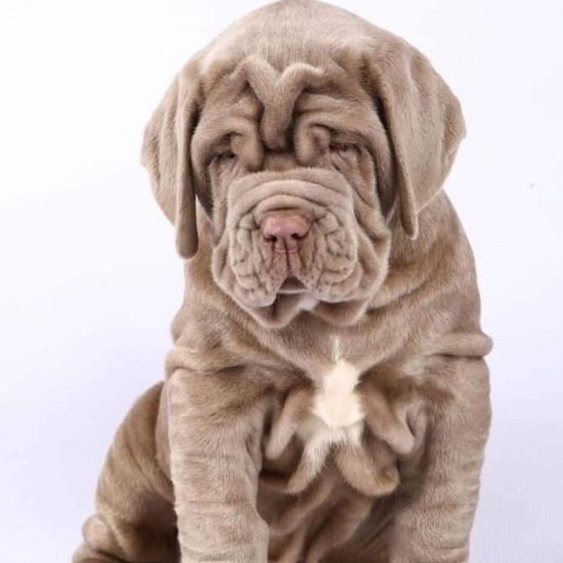 Neapolitan-Mastiff-Puppy (1)