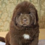Newfoundland-Puppy-5