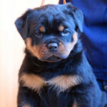 Rottweiler_puppy_davpetlovers_1024x