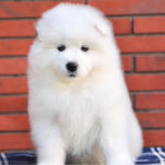 Samoyed_puppy_davpetlovers_1024x