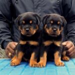 Screenshot_20251113_214637