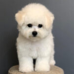bichon-frise-710364_1024x