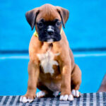 boxer-Puppy_davpetlovers_1024x