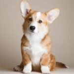 cardigan-welsh-corgi-Pupp_davpetlovers_1024x