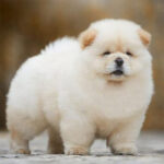 chow_chow_Puppy_davpetlovers_1024x-1