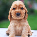 cocker-spaniel-Puppy_davpetlovers_1024x-1
