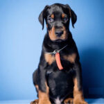 doberman_Puppy_davpetlovers_1024x