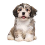 havanese-puppy_davpetlovers_809x (2)