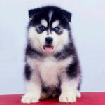 husky_puppy_davpetlovers_1024x (1)