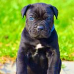 imageye___-_cane-corso-339220_1024x