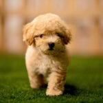 maltipoo-puppy_davpetlovers_809x
