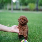 red-toy-poodle-puppy-sits-wicker-basket-park_844466-1661