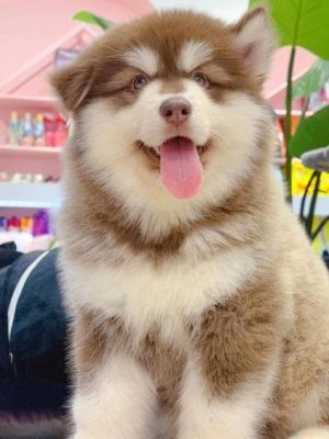 Alaskan_Malamute_Puppy_davpetlovers_1024x