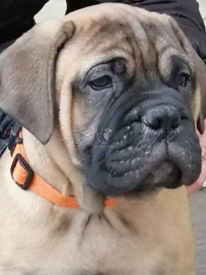BullMastiff-Puppy-6 (1)