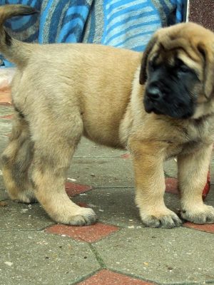 English-Mastiff-Puppy-6