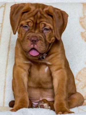 French-Mastiff-Puppy