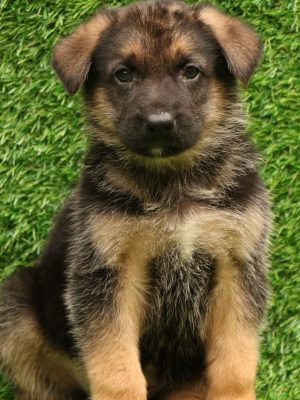 German-shepherd-2