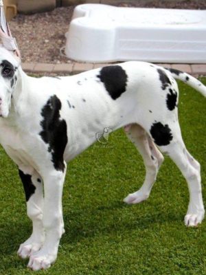 Great-Dane-Puppy-4
