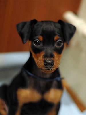 Miniature_Pinscher_pupppy_davpetlovers_1024x
