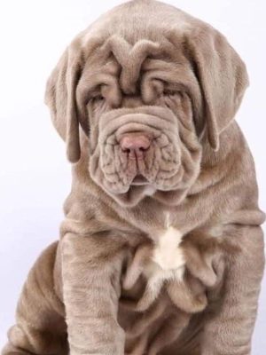 Neapolitan-Mastiff-Puppy (1)