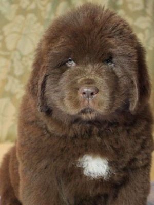 Newfoundland-Puppy-5