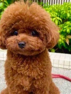 POODLE-PUPPY