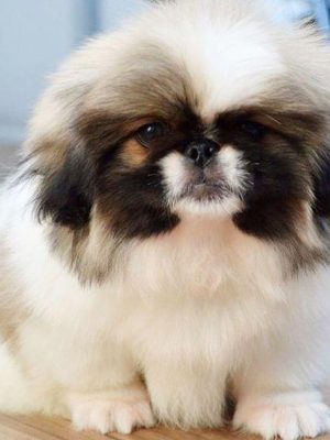 Pekingnese_puppy_davpetlovers_1024x-1