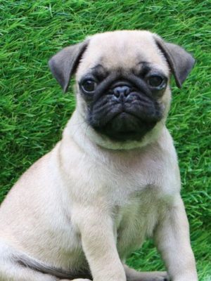 Pug-Puppy