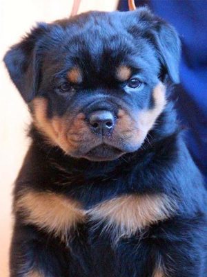 Rottweiler_puppy_davpetlovers_1024x