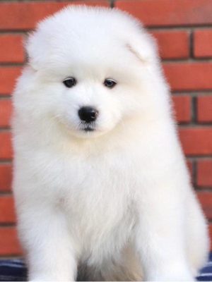 Samoyed_puppy_davpetlovers_1024x