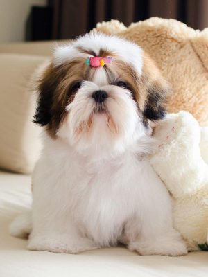Shih_Tzu_puppy_davpetlovers