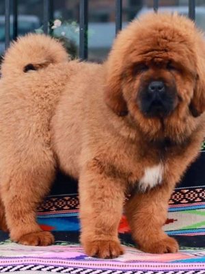 Tibetan-Mastiff-Puppy