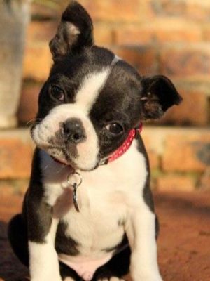 boston-terrier-100260_1024x (1)