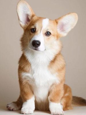 cardigan-welsh-corgi-Pupp_davpetlovers_1024x
