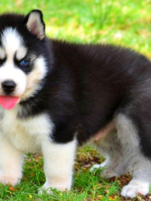 doggywala-husky-ahmd-14
