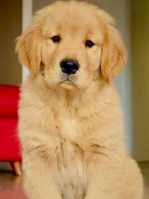 golden-retriver