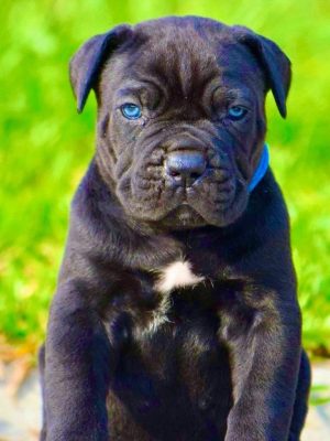 imageye___-_cane-corso-339220_1024x