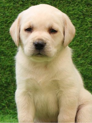 labrador-retriever-puppy_davpetlovers_1024x