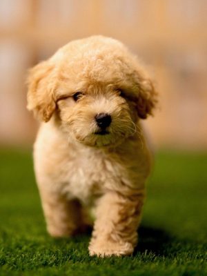 maltipoo-puppy_davpetlovers_809x